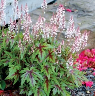 Tiarella 'Sugar and Spice' (pieejams no jūnija)